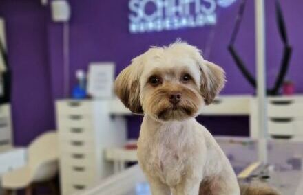 Hundesalon