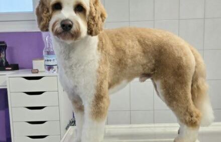 Coiffeur