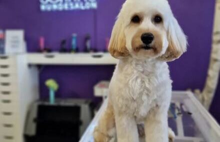 Hundecoiffeur