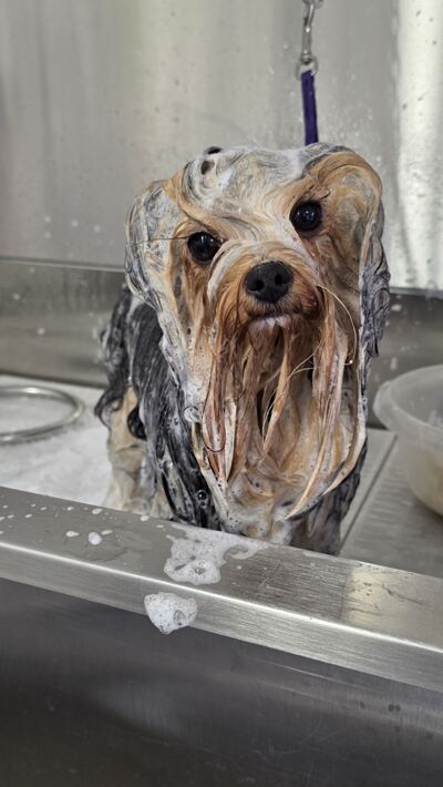 Neu bei uns: Die Zwischenpflege für Hunde