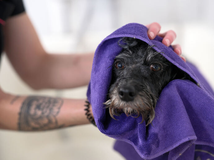 Unsere Mission: Wohlbefinden und Schönheit für deinen&nbsp;Hund