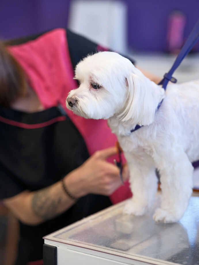 Herzlich willkommen bei Schafi's Hundesalon – deinem Ort für liebevolle Hundepflege